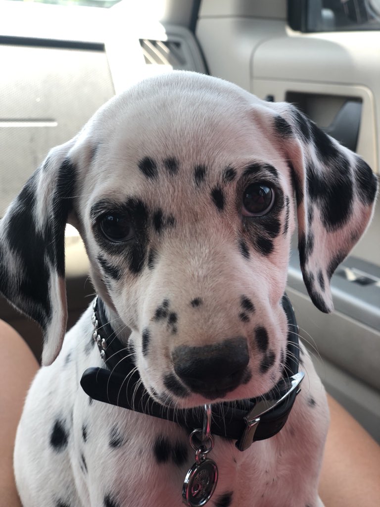 seeliger20's tweet photo. My pretty girl Kona! 7 weeks old 😍 https://t.co/A6tRbvjm1y