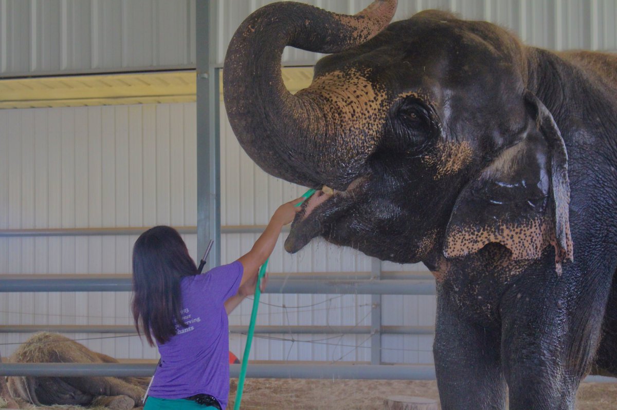 perdue_rose's tweet photo. Y’all I had the best day chillin with some elephants. My parents seriously outdid themselves with this surprise https://t.co/LB6Nlrz4RS