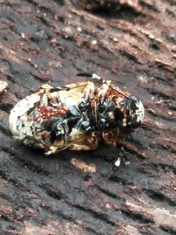 Dragonfly 17 シロヒゲナガゾウムシ 初見 縦位置です 朽木の上を触覚の長い小さな虫がゆっくり移動 気配を感じたのかしばらく擬態 ダニが多くたかっていたのが痛々しい Dragonfly 17 シロヒゲナガゾウムシ 初見 縦位置です 朽木の上を触覚の長い小さな虫がゆっくり移動 気配を感じたのかしばらく擬態 ダニが多くたかっていたのが痛々しい
