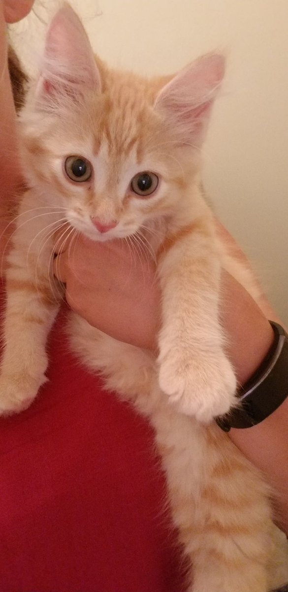 TCARPetsGA's tweet image. Momma and kittens ISO of homes! Contact 706-326-7196 to #AdoptDontShop 
#CatsOfTwitter @catsofinstagram