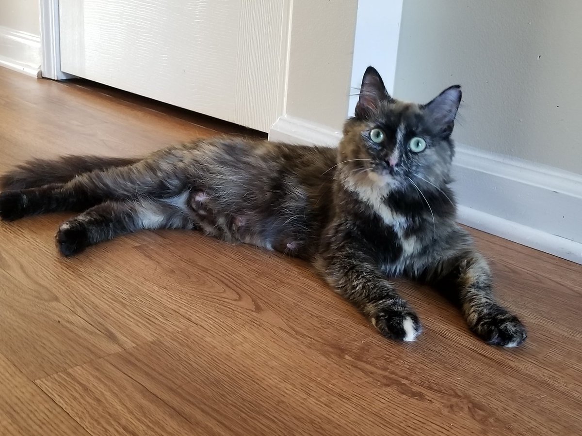 TCARPetsGA's tweet image. Momma and kittens ISO of homes! Contact 706-326-7196 to #AdoptDontShop 
#CatsOfTwitter @catsofinstagram