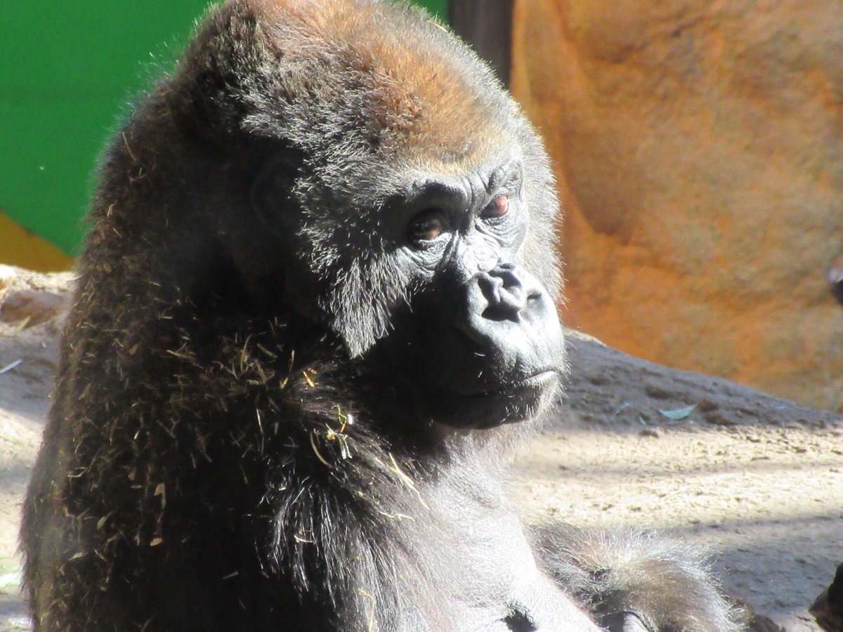 おらゑもん 猿zine制作中 ナナの日 と聞いて 上野動物園 千葉市動物公園 天王寺動物園 ニシゴリラ ボルネオ オランウータン フクロテナガザル