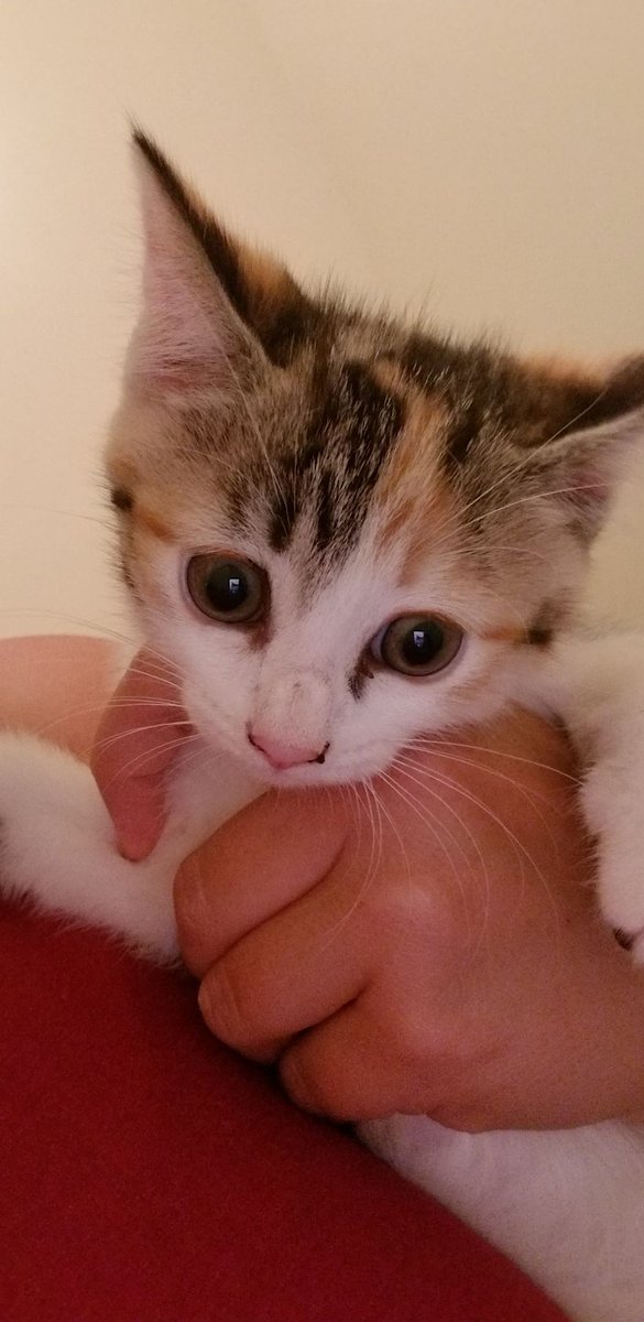 TCARPetsGA's tweet image. Momma and kittens ISO of homes! Contact 706-326-7196 to #AdoptDontShop 
#CatsOfTwitter @catsofinstagram