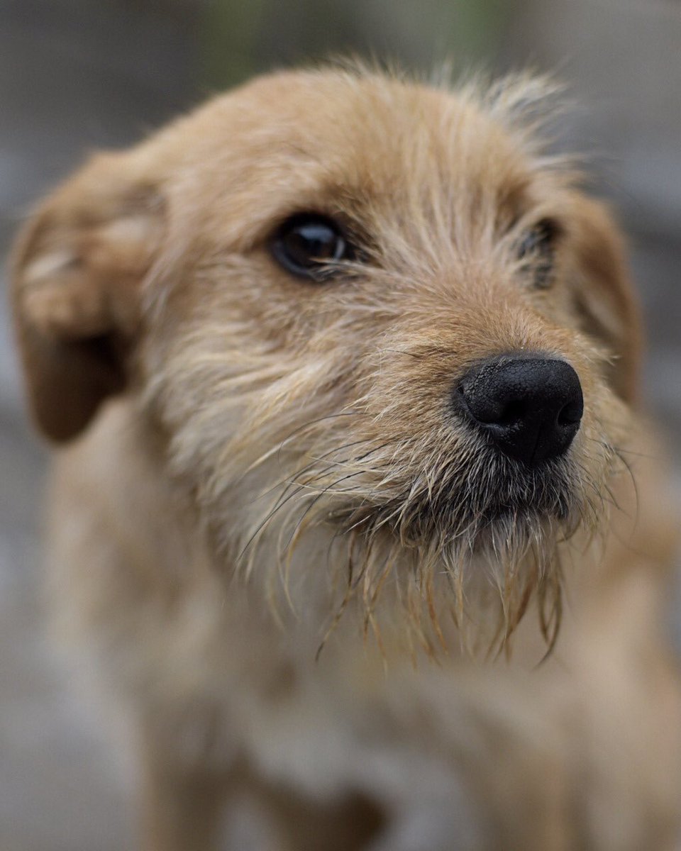 bartorell's tweet photo. El es #Tedy sus papás humanos lo echaron a la calle, espero x semanas en la plaza frente a su casa, la puerta jamás se abrió para el...
Hace unos días algunos prometieron adoptarlo, esperamos pero jamás cumplieron. Comenzamos de cero.
#SoyBartorell +56968451780
#TedyQuiereUnHogar https://t.co/ex3pjHCchP