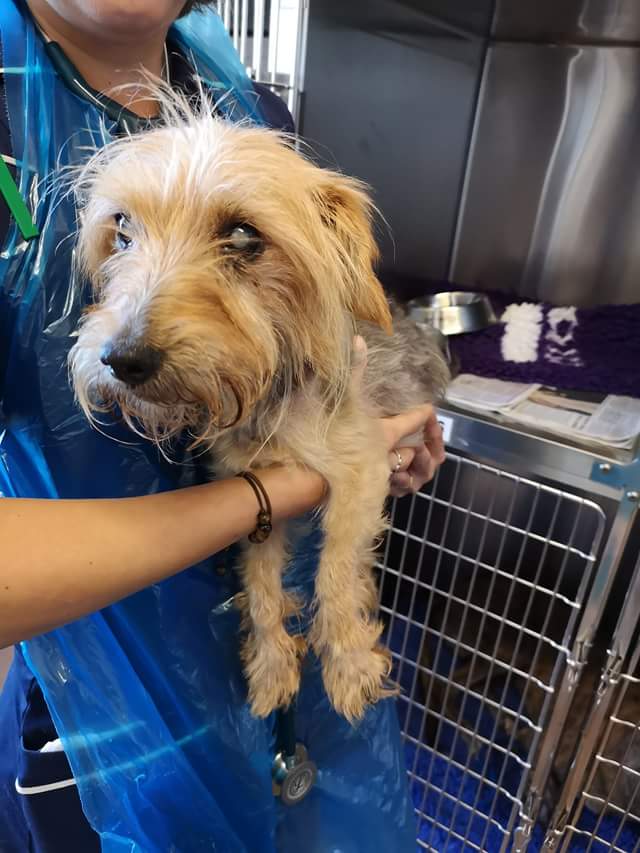 MissingPetsGB's tweet photo. 🐶🔶FOUND🔶

Old female Yorkshire terrier, no collar or microchip. Very matted and underweight. Also blind. Found in a garden on Oak Lane, #Kingswinford.
If you have any information please ☎ the surgery on 01384 372849.

Xpost via Powis &amp; Partners Veterinary Surgeons https://t.co/zOohgmc5kq