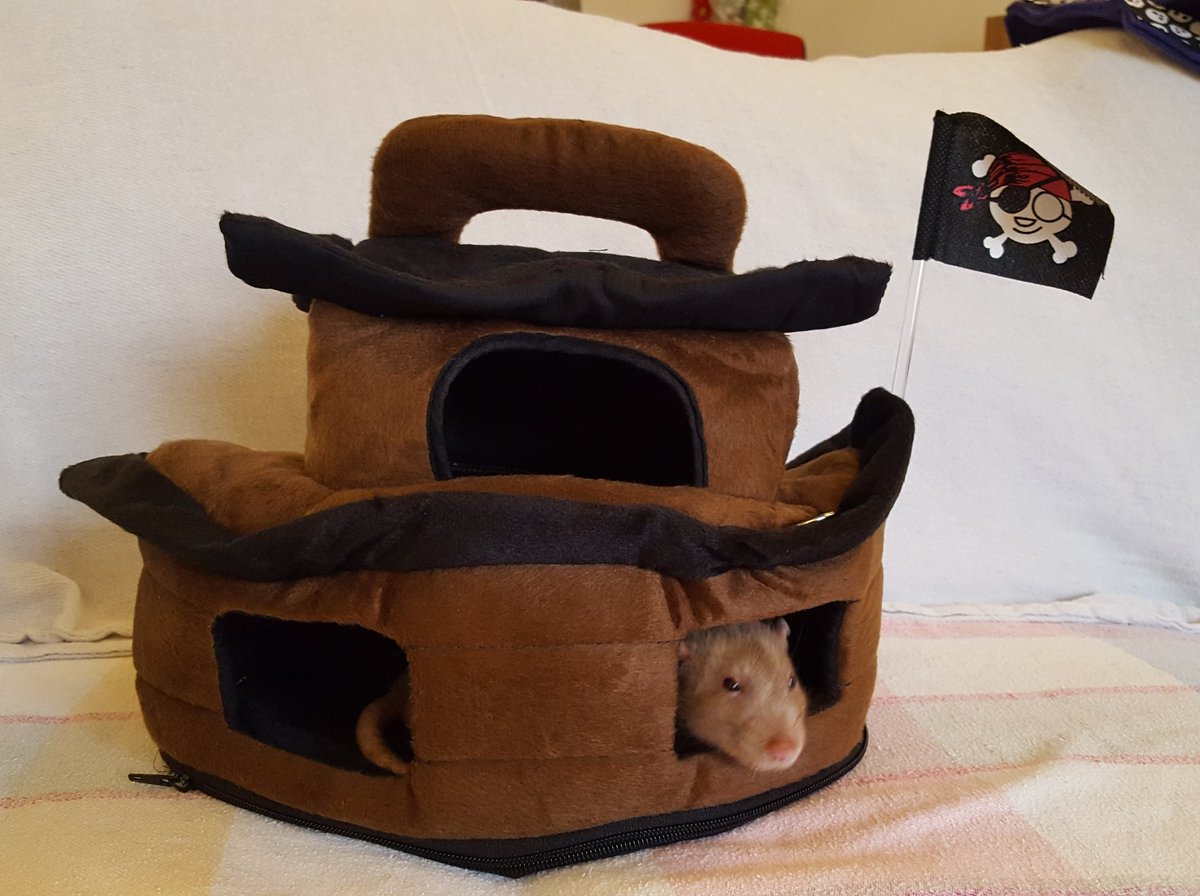 Fuzzbutt_UK's tweet photo. PiRAT ship! Arrr me hearties! #Pirates #Jimlad #hidetherum ๐๐ #petrats #ratties #ratlove #ratcommunity #fancyrats #ratsoftwitter #cuterats #pizzarat #sleepyrats #iloverats https://t.co/dLYElq4tQh