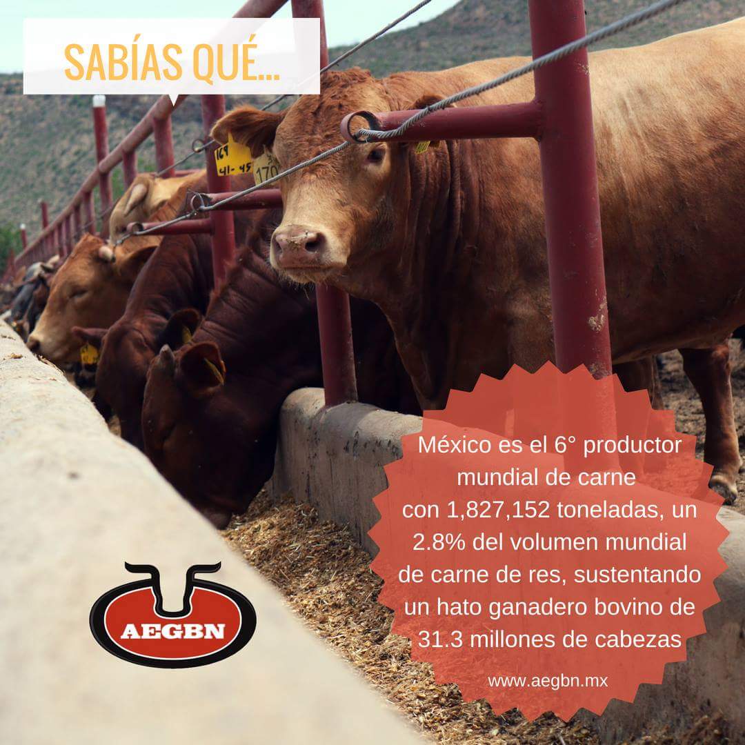 AEGBNmty's tweet photo. #Sabíasque... México 🇲🇽️ es el 6° productor de carne 🥩 de res 🐃

#OrgullosamenteProductoresDeCarne🇲🇽 #AtlasAgroalimentario 

Fuente: SIAP - Atlas Agroalimentario https://t.co/1H5qZ9FpNu https://t.co/L1Hgql3eHV