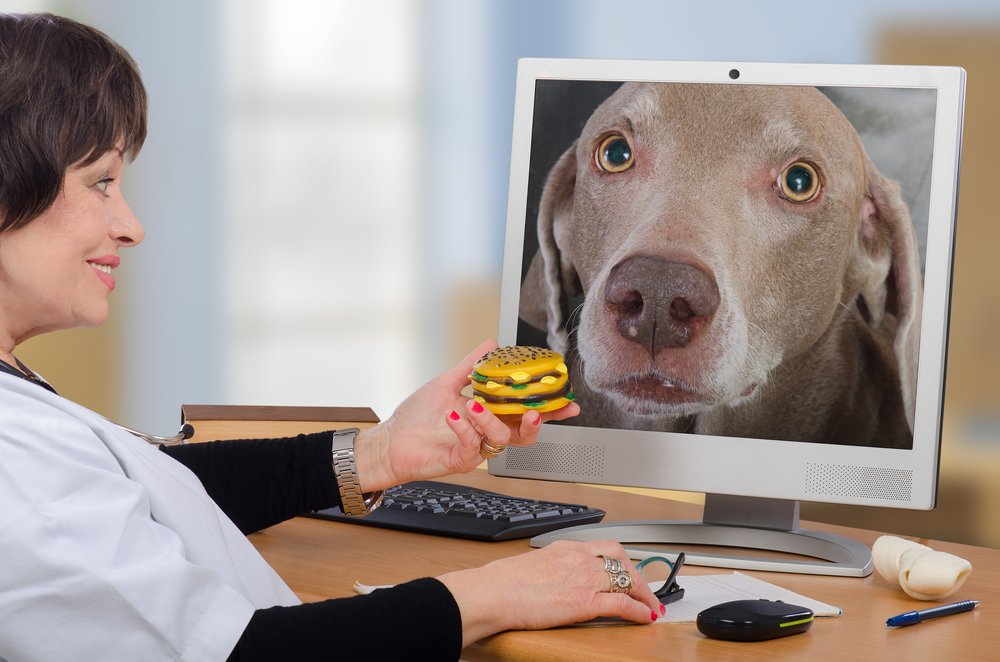 CCHPCA's tweet photo. New #Telemedicine App Connects #Veterinarians with Behaviorists https://t.co/Pxz4RWIGmc | #TeleVet | #mHealth | #Telehealth https://t.co/mRX4XQFsn3