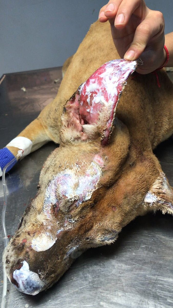 sonrisitas88_'s tweet image. Se necesita urgente Platsul, gasa furacinada, tramadol
.meperidina, cuchas alimento para los perros q quedaron, mantisas, acolchados para poner a los perriton.ropa para ella, la dueña que perdió todo. Si podes colaborar comunícate al 1567643293. Por favor DIFUNDIR