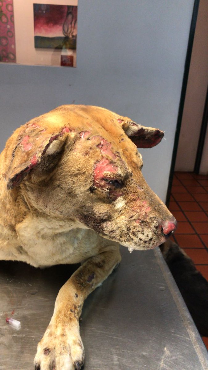 sonrisitas88_'s tweet image. Se necesita urgente Platsul, gasa furacinada, tramadol
.meperidina, cuchas alimento para los perros q quedaron, mantisas, acolchados para poner a los perriton.ropa para ella, la dueña que perdió todo. Si podes colaborar comunícate al 1567643293. Por favor DIFUNDIR