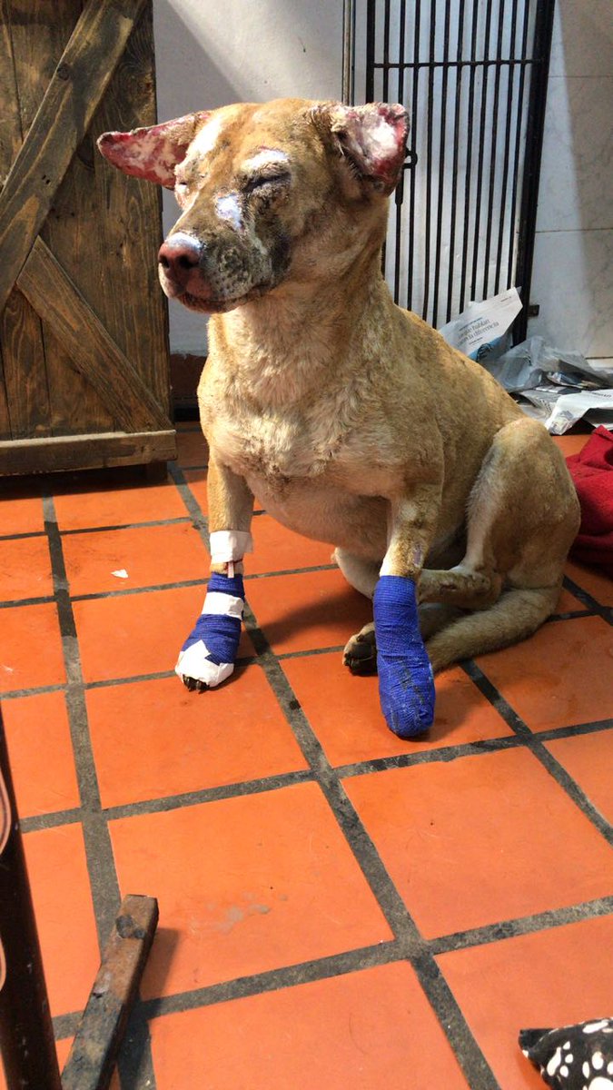 sonrisitas88_'s tweet image. Se necesita urgente Platsul, gasa furacinada, tramadol
.meperidina, cuchas alimento para los perros q quedaron, mantisas, acolchados para poner a los perriton.ropa para ella, la dueña que perdió todo. Si podes colaborar comunícate al 1567643293. Por favor DIFUNDIR