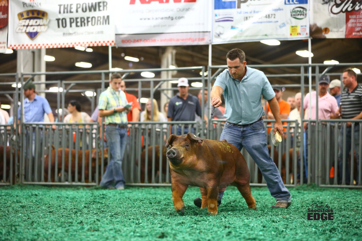 NationalSwine's tweet photo. Judge Chad Hill, Texas, named Gavin Down, Ill., and his OAB6 Stand Tall 24-1 son Champion Duroc Boar at #STC18. For more Duroc results, visit https://t.co/8clIklHIph. https://t.co/1C7i29CRVR