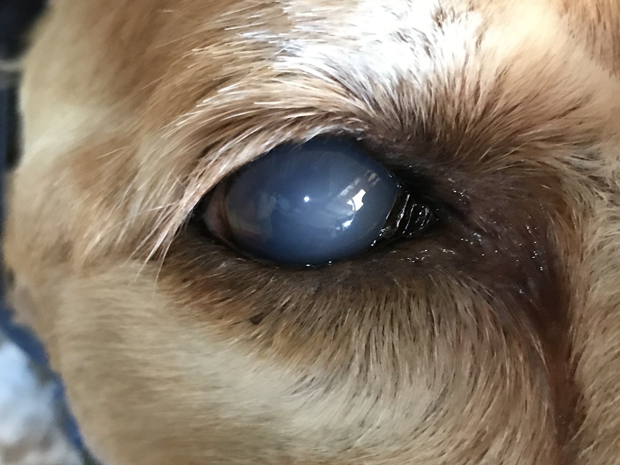 クララスティル Twitter Search Twitter