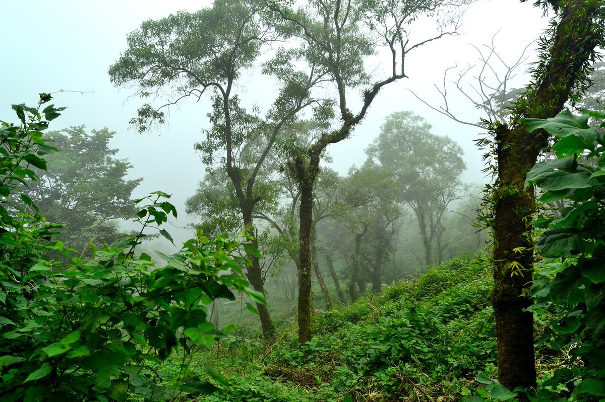 Rainy season afternoon