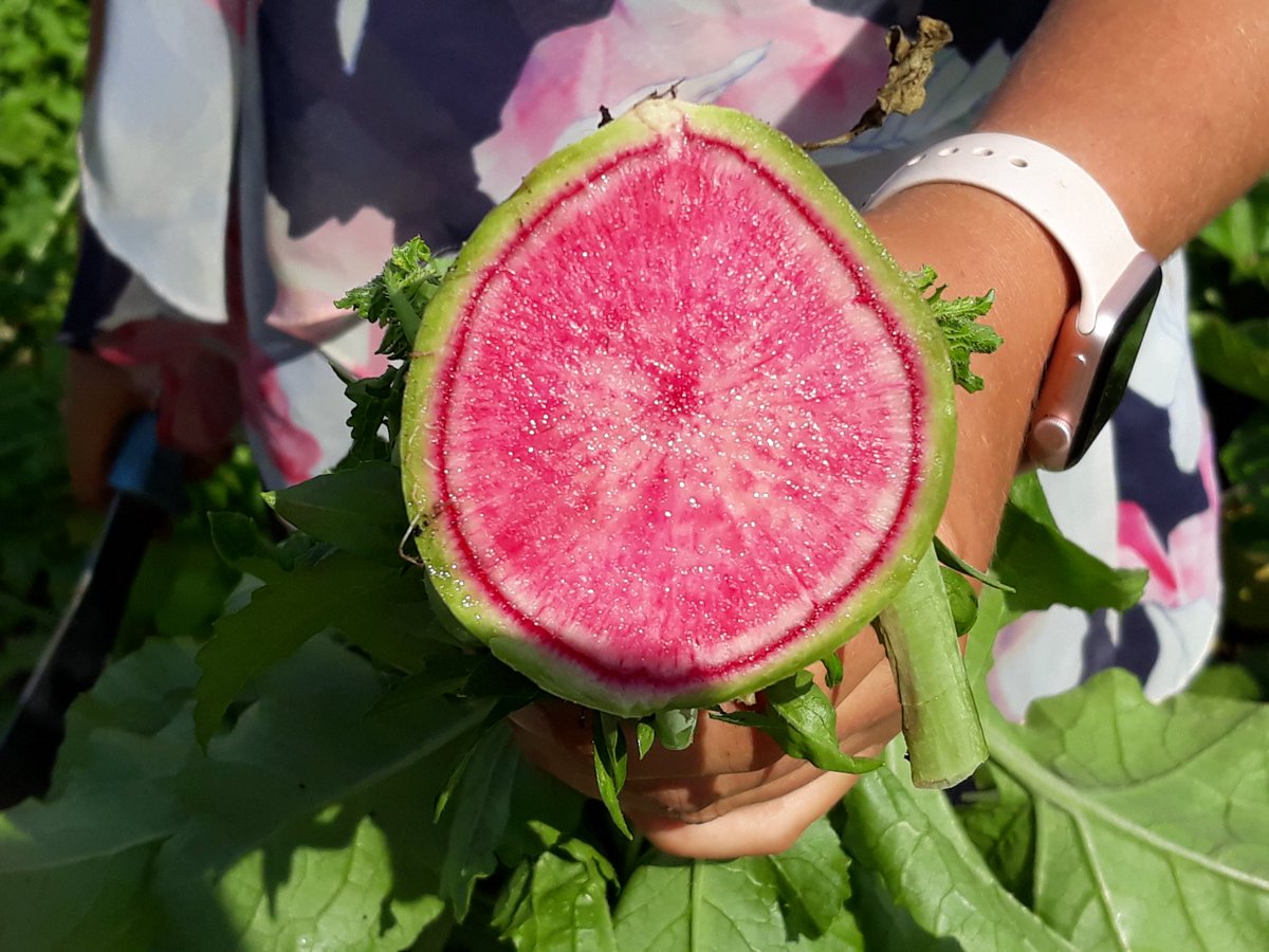 elliotthayes's tweet photo. Had a great day at G's field trials. Thanks very much to our hosts. Some delicious innovation. #freshproduce @IanNottage @DianecampChef https://t.co/KVYw1RHi01