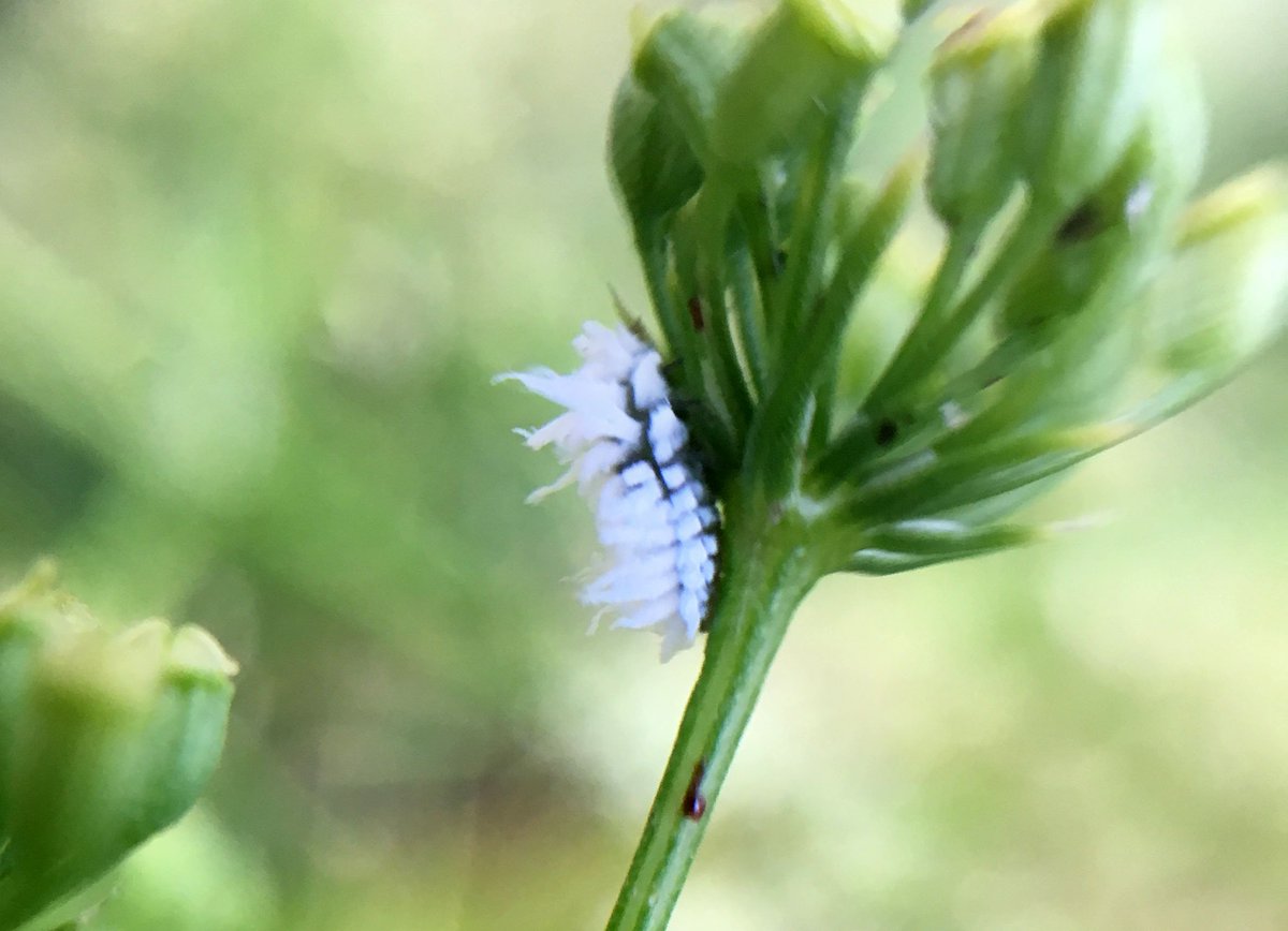 TheLazyAnole's tweet image. Weird little fluffbugs on my parsley blossoms. What are they?
#bugs
#tinybugs
#caterpillars
#entomology 
#fluffbugs