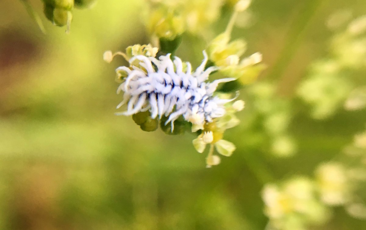 TheLazyAnole's tweet image. Weird little fluffbugs on my parsley blossoms. What are they?
#bugs
#tinybugs
#caterpillars
#entomology 
#fluffbugs