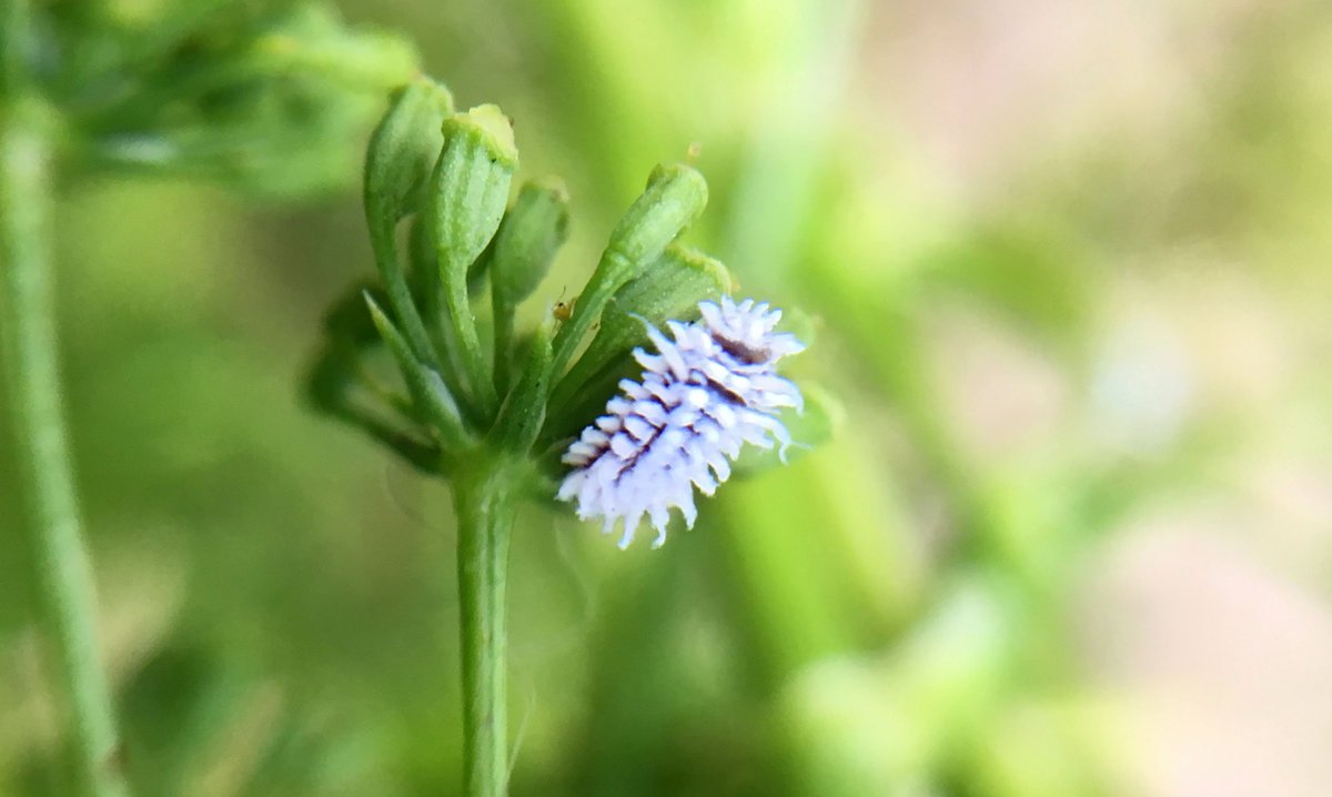 TheLazyAnole's tweet image. Weird little fluffbugs on my parsley blossoms. What are they?
#bugs
#tinybugs
#caterpillars
#entomology 
#fluffbugs