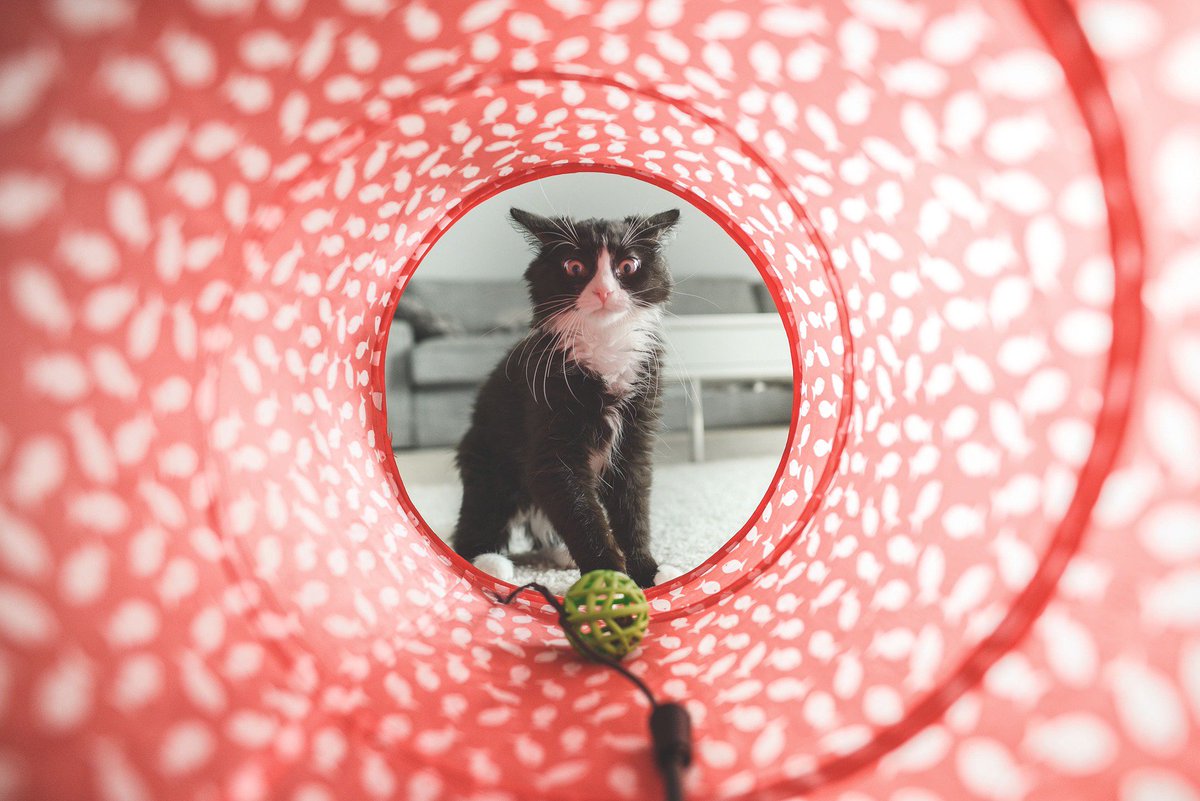 petguardinc's tweet photo. Every indoor cat should have toys for batting around, toys for chasing and toys to hide inside. What is your pet's favorite toy? #pettoy #catchase #petplay #pethealth #healthypets #petfood #catfood #petguard #petguardians https://t.co/yYidQs66Vx