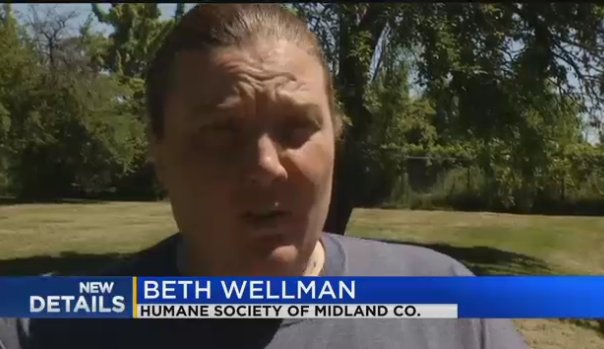 dogsbite's tweet image. Oh! We got an EXPERT after the brutal #pitbullattack at @PetSmart Beth Wellman from the Midland Humane Society claims #pitbulls have "no predisposition to being dog aggressive". We'll share that anecdote with the #dogfighters wnem.com/story/38590328…