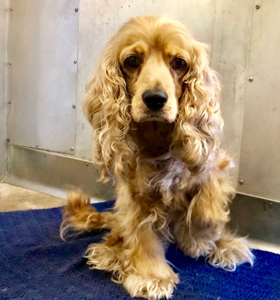 pupaid's tweet photo. All sorts of breeds &amp; crossbreeds are waiting in rescue. So pls visit your local shelter this weekend &amp; help save a life :) #adopt #rescue #LucysLaw https://t.co/XQpv1dnt00