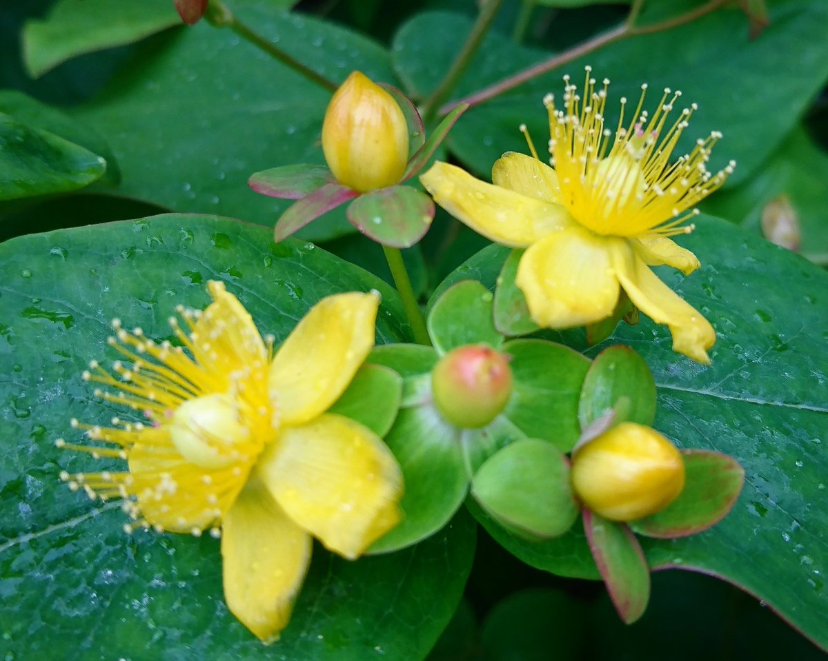 すべての美しい花の画像 ラブリーヒペリカム 花言葉