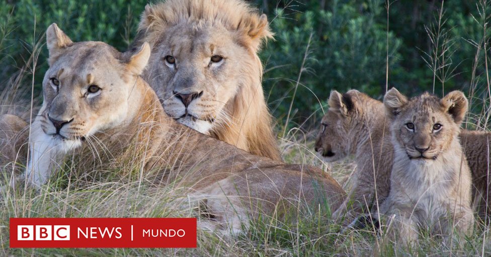 Leones devoran a dos cazadores que intentaban cazar rinocerontes de forma ilegal en Sudáfrica  bbc.in/2tZFtkV