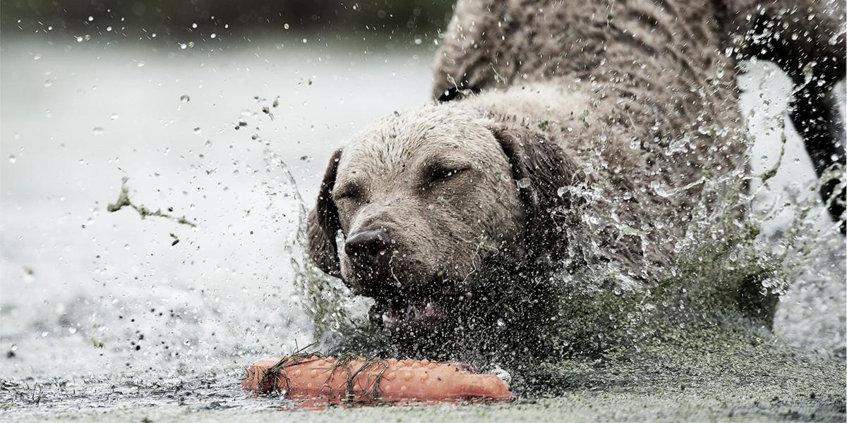 Persistence, obedience and determination: It's what makes a dog a #sportingdog. Check out these summer #retriever drills: ow.ly/chwx30kJaBd. #ThatDogWill
