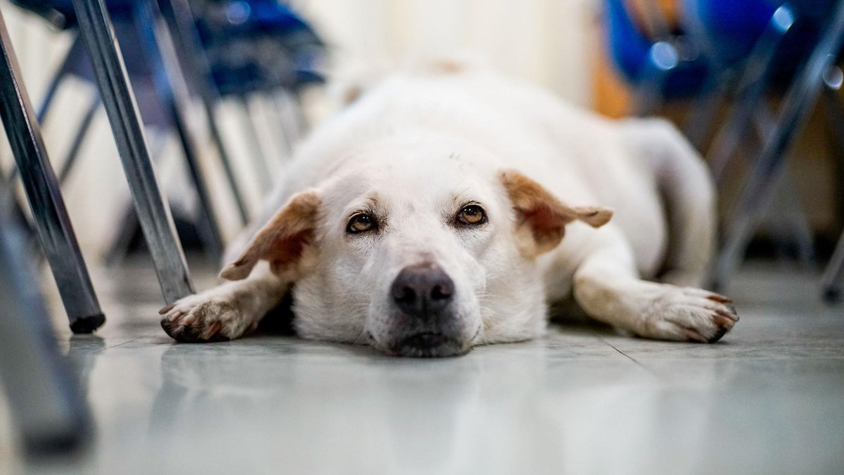 edutopia's tweet photo. A principal makes the case for therapy animals: "Boomer is one of the most sought after staff members for his ability to enhance many components of social and emotional learning." https://t.co/waBgHulQlL  #SEL https://t.co/dobyfb1OBh