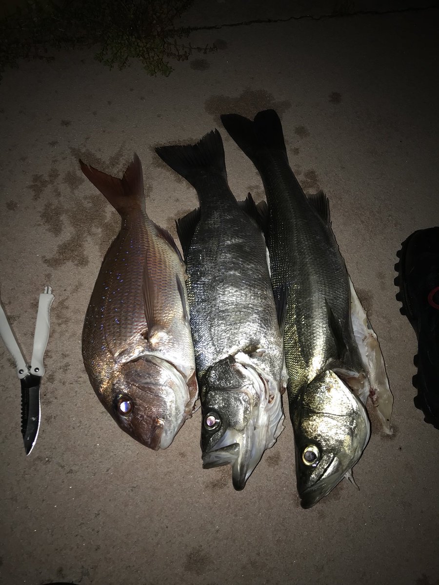 BeachClean's tweet photo. 先週の釣果。タイ、マル、ヒラ。朝追加でアコウ…今日の朝食。あとデザートとコーヒーと…カレーお代わりと… https://t.co/71N8ZRUIFF