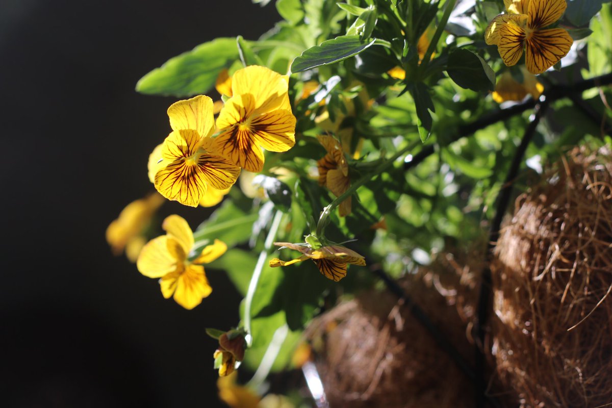 CosmicFlowersSF's tweet photo. Started a new hanging basket and have been enjoying the way these Violas look when the sun shines through them in the morning. ☀️

#garden #flower #flowers #flowerlovers #backyardgarden #landscaping #macrophotography #nature #amateurphotography #cottagegarden #viola https://t.co/fXEHiSBzzm