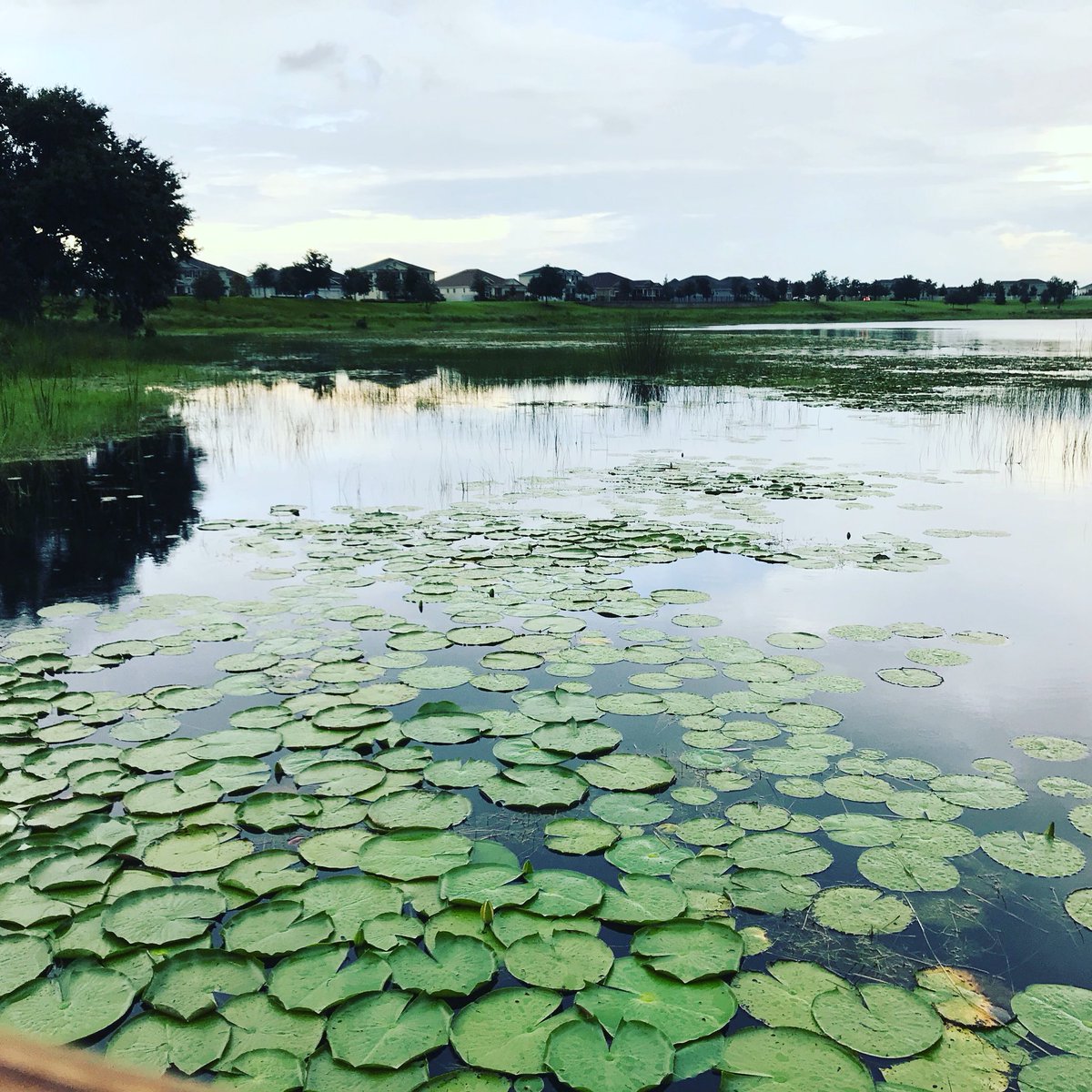yoganick's tweet photo. Beauty surrounds me at every turn. It can surround you too. Just open your eyes. Awaken🙏
#Reallyrealyoga #YogawithNick #Onebreathonemovement #Mindfulness #Meditation #Yoga https://t.co/v9KQh3b95l