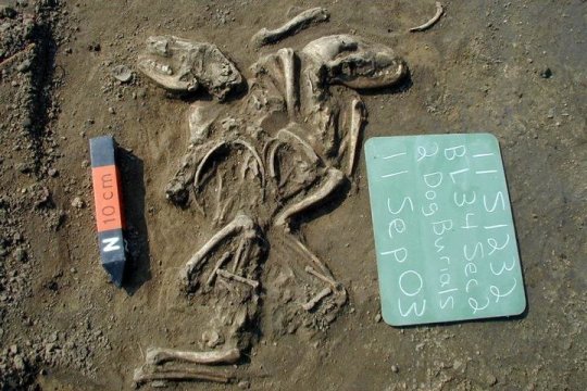 Teleferika_'s tweet photo. First dogs in the Americas arrived from Siberia, disappeared after European contact
https://t.co/YM5BMu5SBu https://t.co/58FvqYAM9P
