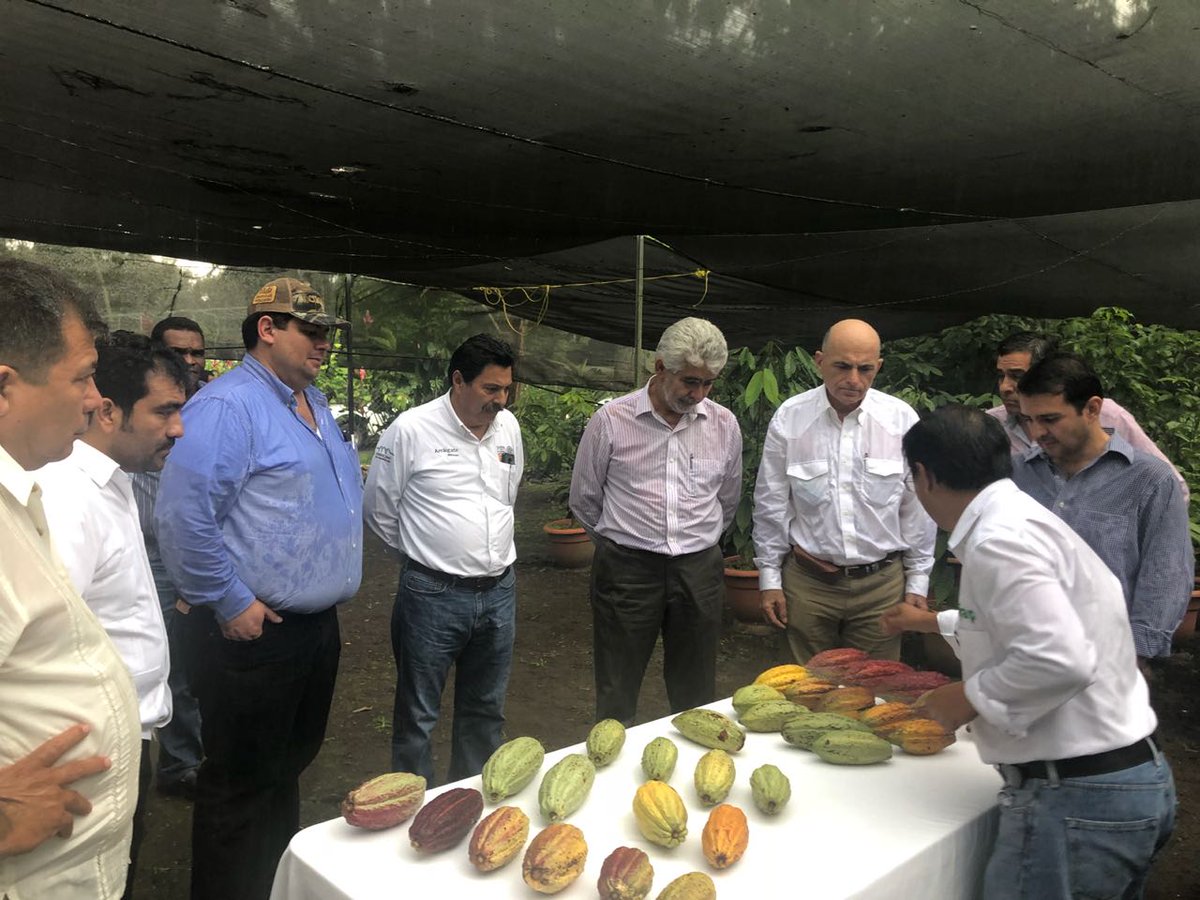 JorgeZertuche_'s tweet photo. Gira de trabajo en Chiapas, visita al campo experimental del INIFAP en la región Soconusco. @SAGARPA_mx comprometida con el progreso de  las productoras y los productores de México. https://t.co/f9mwvw874j