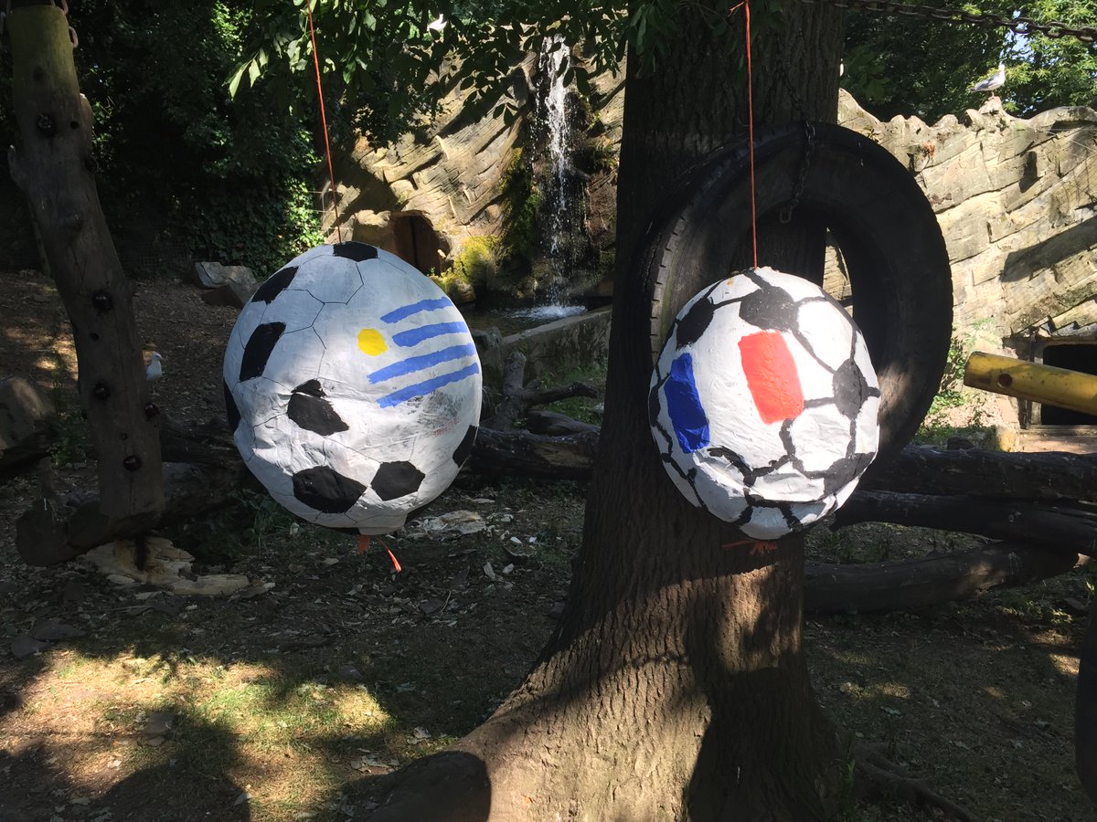 TomWootton1's tweet photo. @TheLastLeg I am from the @WelshMountainZo in North Wales and we are conducting world cup predictions using our European (Russian) Brown bears. We would love to know if you are interested in featuring our bears. https://t.co/Isi0j2uWCb