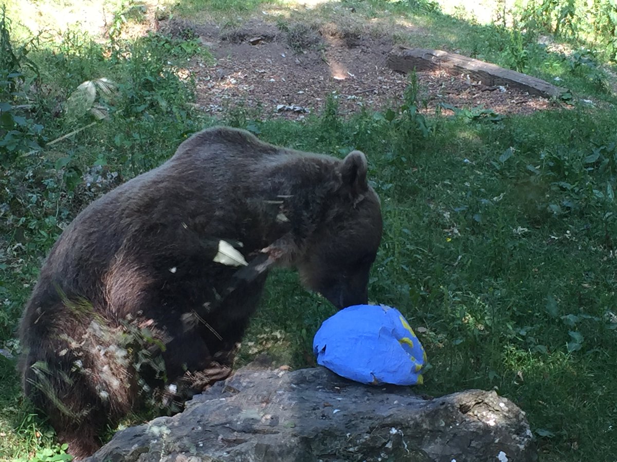 TomWootton1's tweet photo. @TheLastLeg I am from the @WelshMountainZo in North Wales and we are conducting world cup predictions using our European (Russian) Brown bears. We would love to know if you are interested in featuring our bears. https://t.co/Isi0j2uWCb