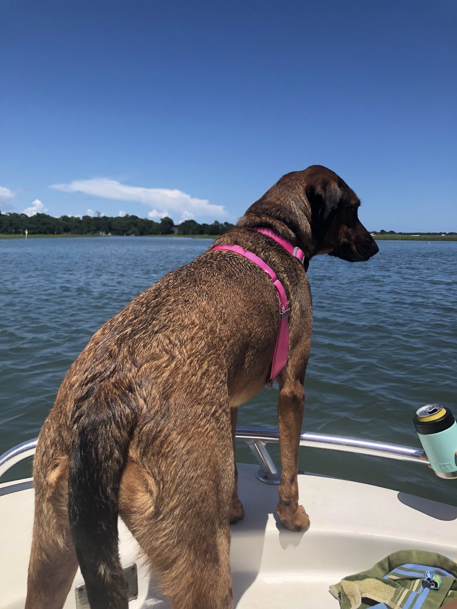 jilliancborn's tweet photo. my lil boat baby https://t.co/Hp21TQQKV3