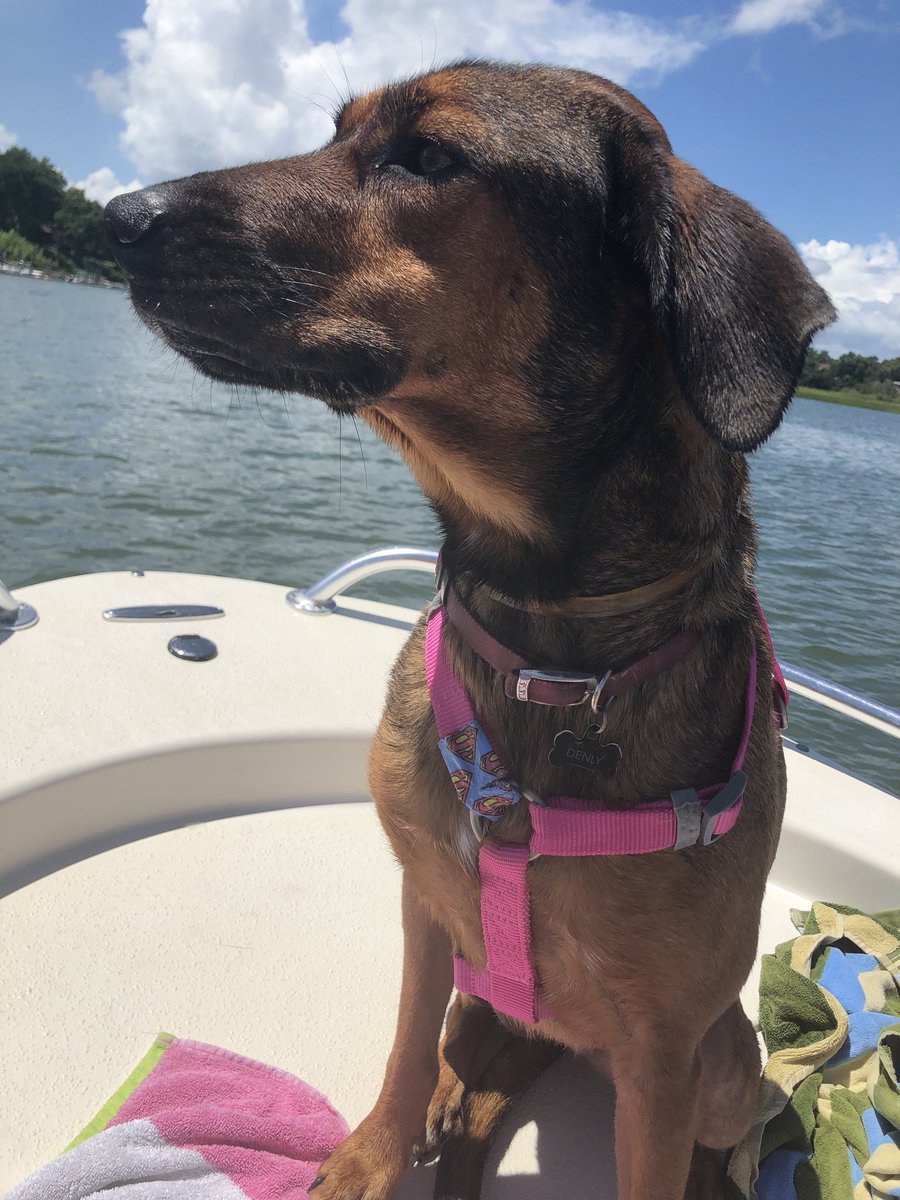 jilliancborn's tweet photo. my lil boat baby https://t.co/Hp21TQQKV3