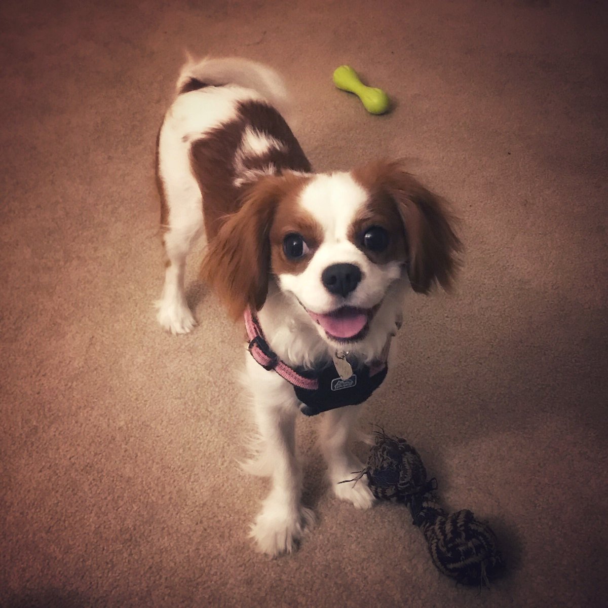 If Lula could stream on #Twitch she’d be a star, for sure! ⭐️💫🐶