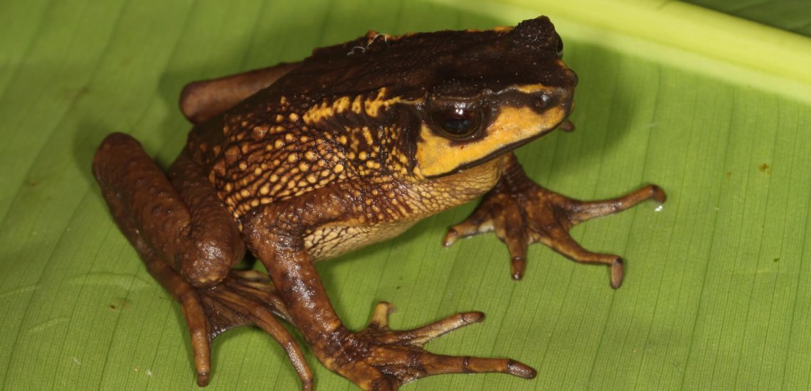 Lost Species (@lostspeciesgwc) on Twitter photo Red List update: Australian reptiles in crisis, surprise toad rediscovery buff.ly/2m2BzDA via <a href="/BirdLife_News/">BirdLife International</a> Red List update: Australian reptiles in crisis, surprise toad rediscovery buff.ly/2m2BzDA via <a href="/BirdLife_News/">BirdLife International</a>