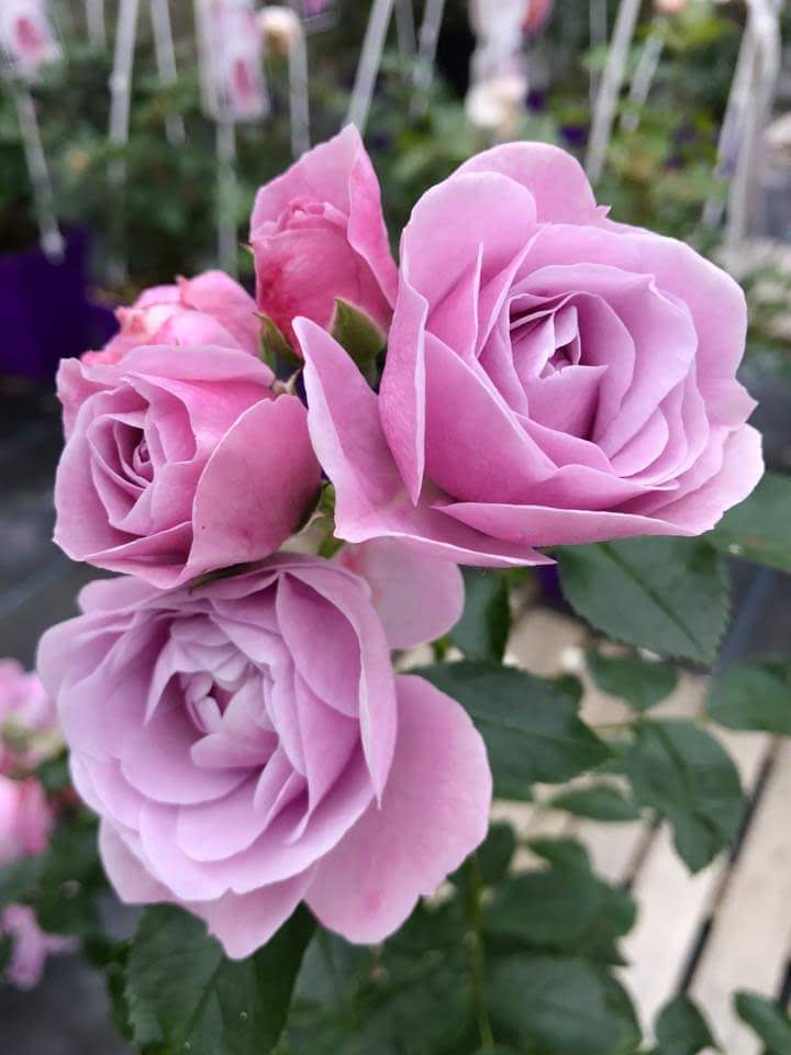 Good afternoon dear friends... 🙏😀