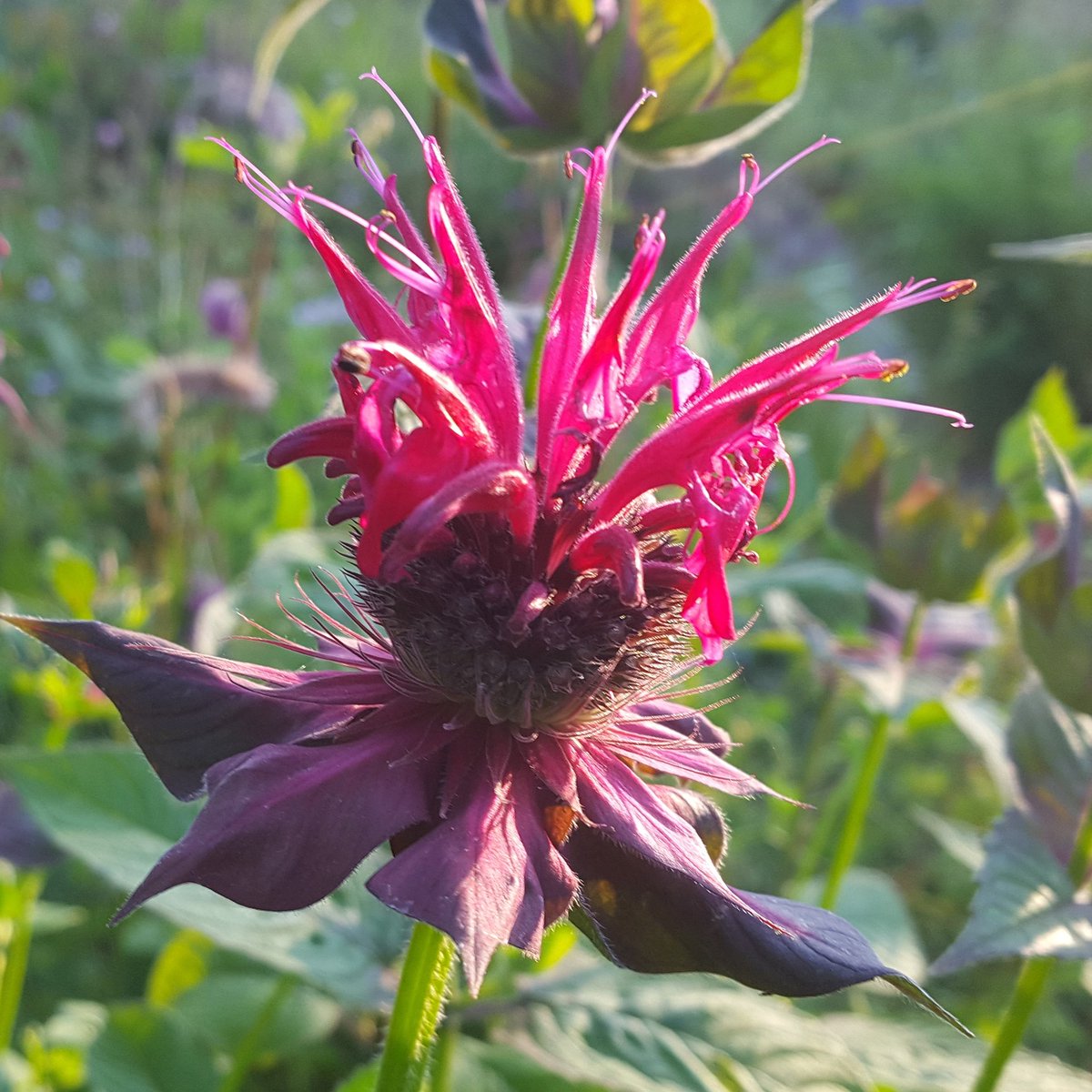 PlantPref's tweet photo. Monarda 'Raspberry Wine' is one of my favourites: tall at 1.2m or more, strong in colour &amp; constitution, and it doesn't really get any mildew! #monarda #bergamot #brightflowers #strongcolours #raspberrywine #mildewfree #meadow #prairie #naturalistic https://t.co/sP3YOWCMpO