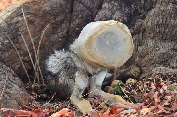 andkeepshop's tweet photo. Need a reason to join #PlasticFreeJuly? Not just fish, seabirds and marine life are suffering from the scourge of #plasticpollution. The Indian wolf is an endangered species - found malnourished with a plastic container stuck on its head 💔 @MetroUK @wwf_uk @JuliaBradbury https://t.co/2BpUNb6jFe