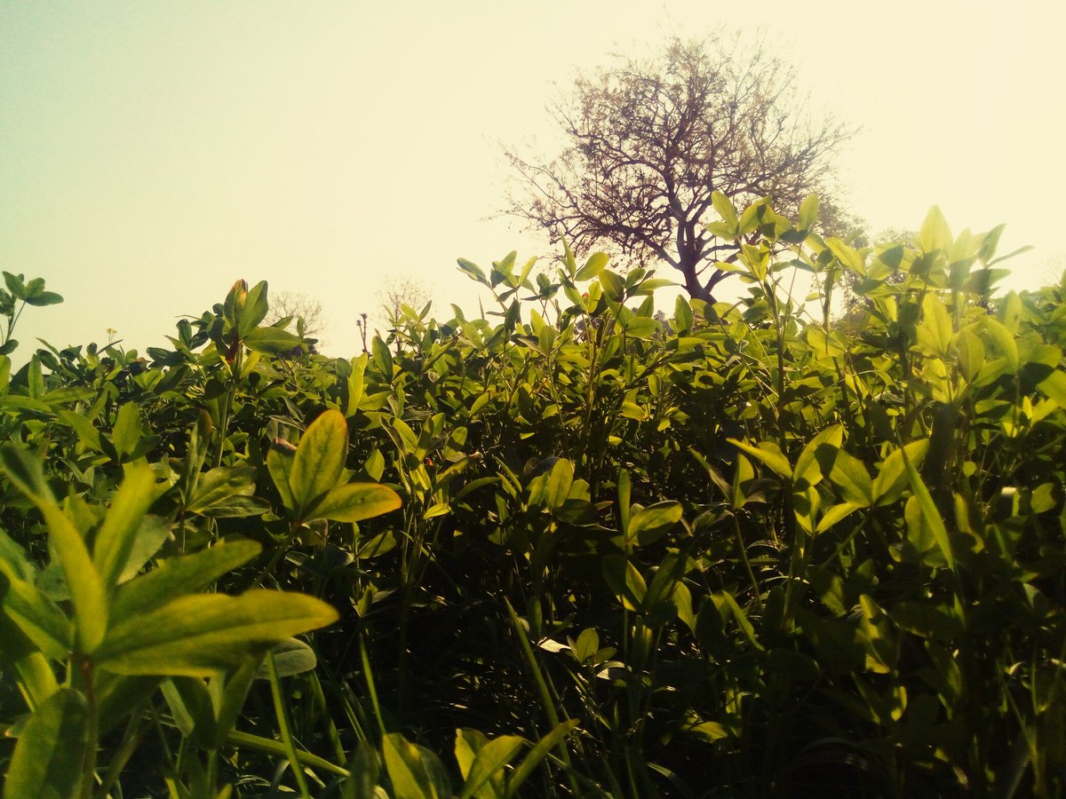 gin_discoverArt's tweet image. Gracious Green 🌾#Moodchange