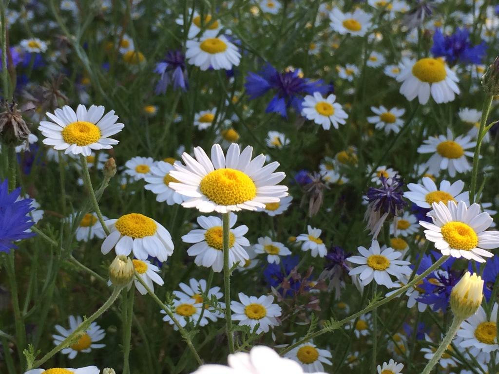 This #NationalMeadowsDay #WIN A FREE BULK BAG of seedballs! 
Show us a pic of where you want to create a meadow in your school or community and the best entry will win a bulk bag of seed balls! Closes: 11.59pm GMT on 10/07/18
Pic via <a href="/seed_ball/">🌱SEEDBALL 🐝</a> community meadow maker <a href="/Lussas/">Lussas</a>