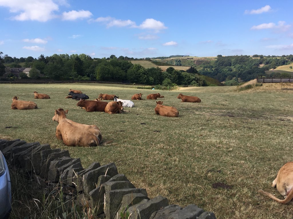 StampedeEq's tweet photo. Nature is magnificent! What a beautiful view on a lovely morning. Even the cows need to have shade, #keepanimalscool @GoodVetGuide https://t.co/RGxqEoZB8f