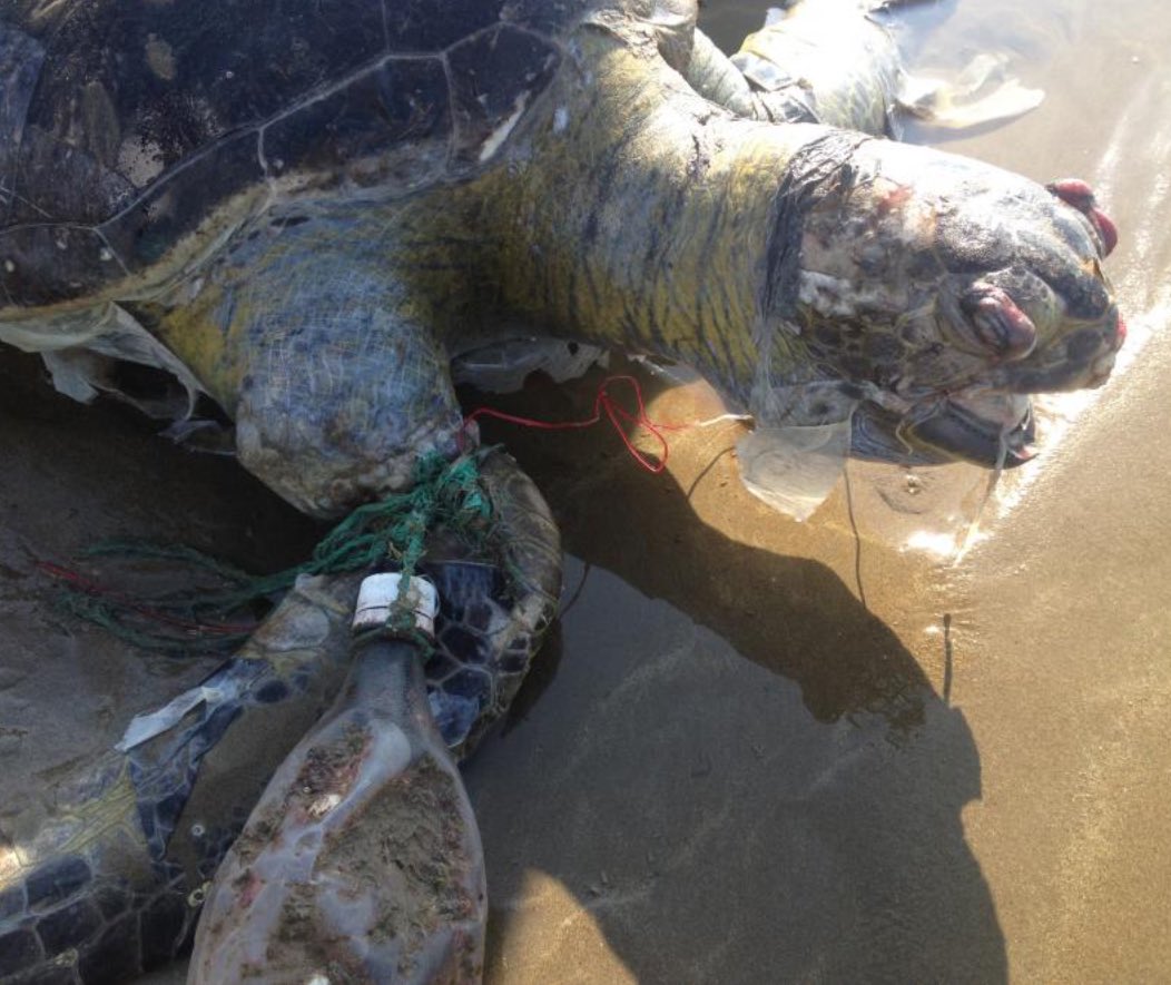laureneeckert's tweet photo. Question: When does a #crueltyfree market-conscience begin to recognize the cruelty in #singluseplastic ?
#PlanetorPlastic https://t.co/0OhxT3axhf