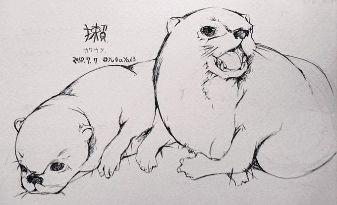 カワウソ 高画質 のtwitterイラスト検索結果 カワウソ 高画質 のtwitterイラスト検索結果