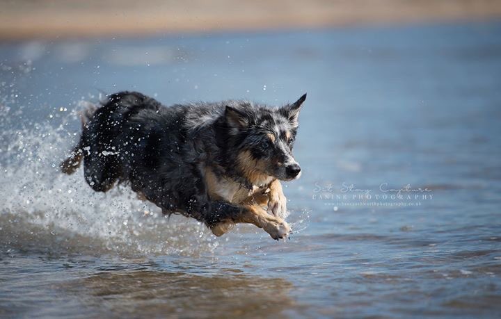 sitstaycapture's tweet photo. #DruridgeBay #summer #northeastdogphotography #northeastdogphotographer #dogphotos #dogsoftwitter #northumberland #northeastdogs #caninephotography #dogphotography #nikon #NorthEast https://t.co/MLxd9d6ysl