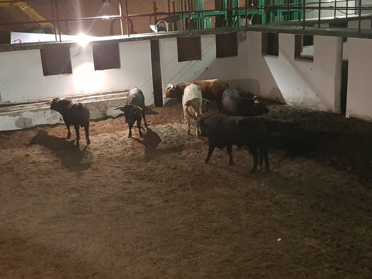 Toros de Castilla tweet media